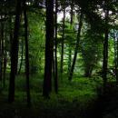 Forest - panoramio (39)