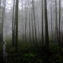 Small stream in fog - panoramio