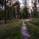 Forest path - panoramio (7)