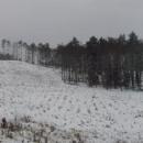Forest in winter - panoramio